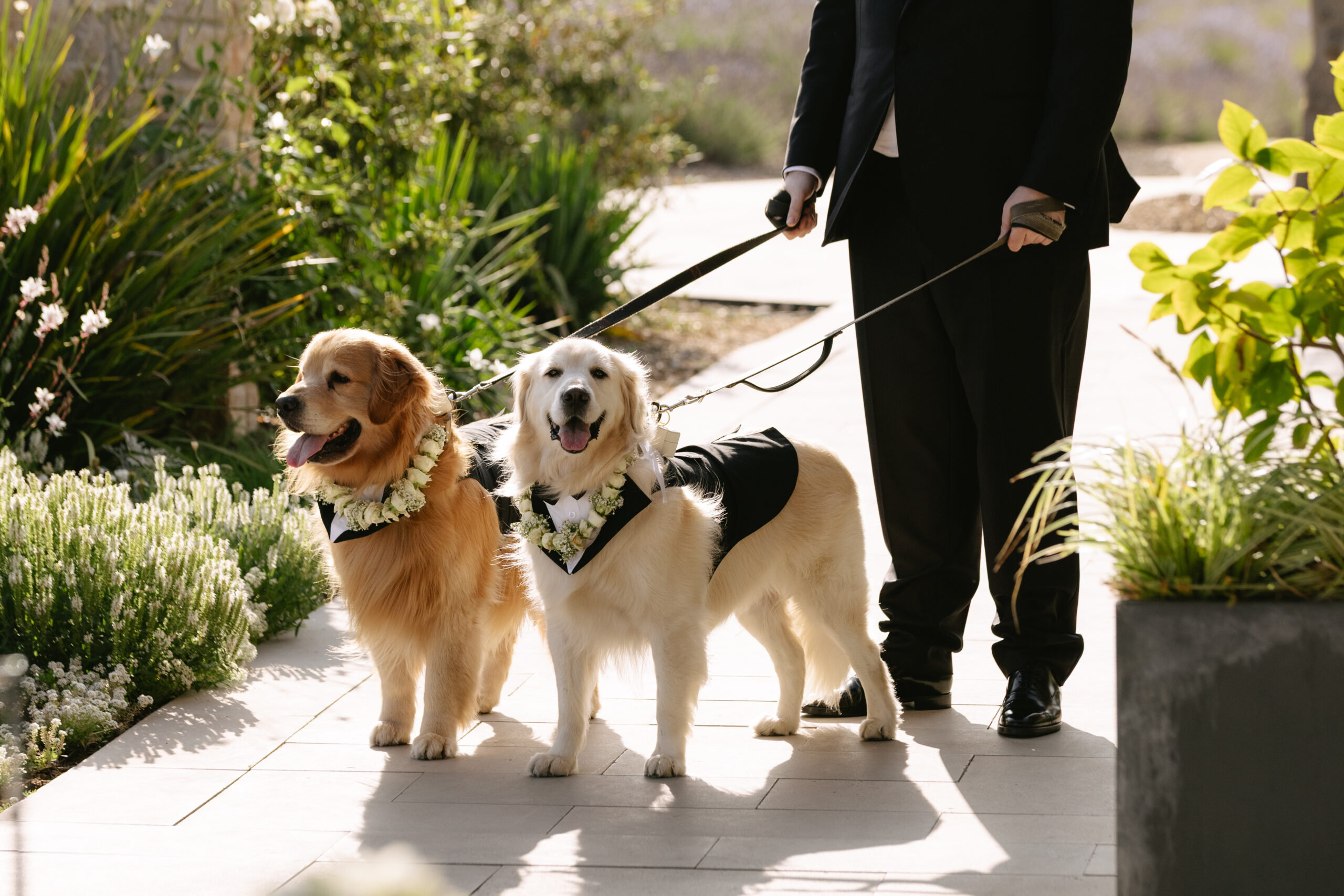 Dogs being walked down the ceremony aisle at a wedding